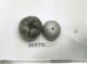 Click for 1 image(s) for this accession. FRUIT